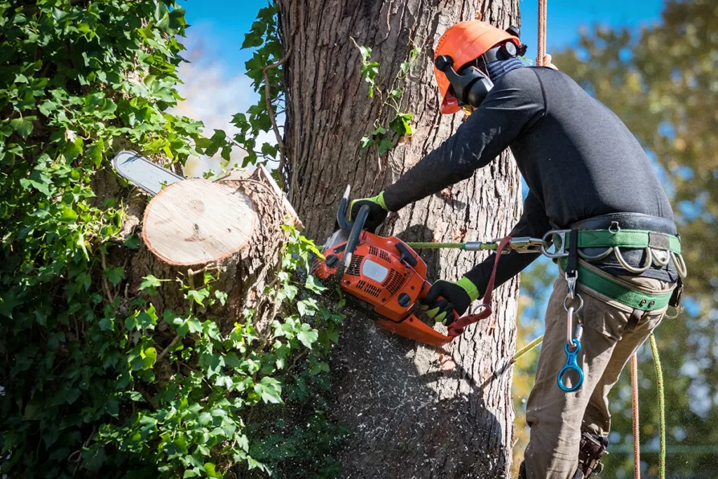 Emergency tree removal Pine Bluff AR