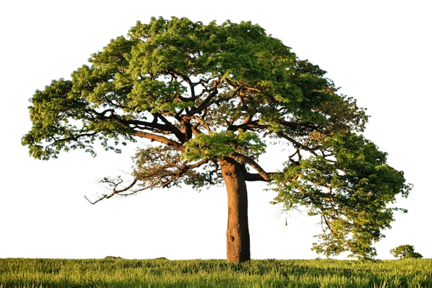 Tree service Tillar AR