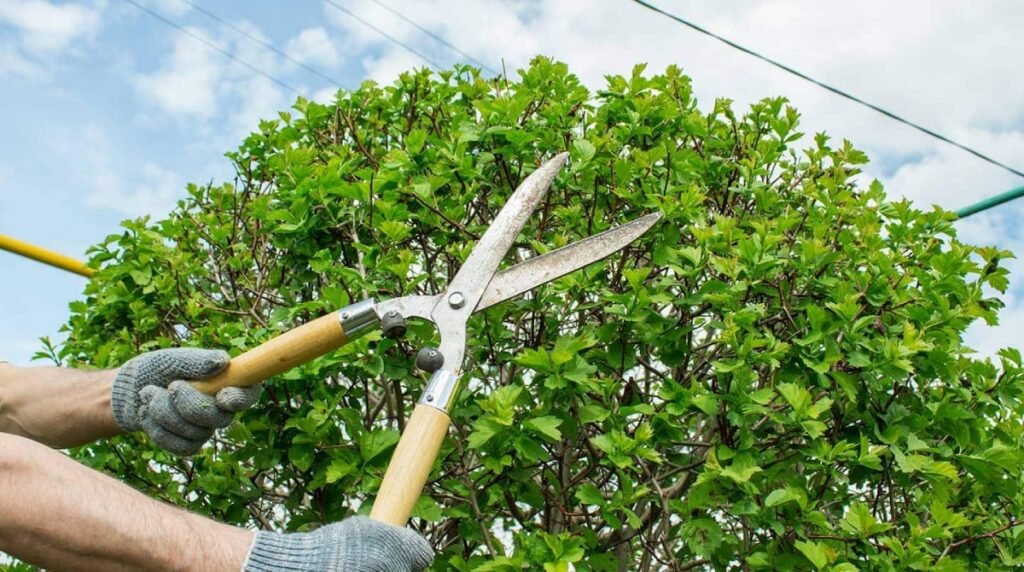 Professional Tree Trimming in Drew County, Arkansas