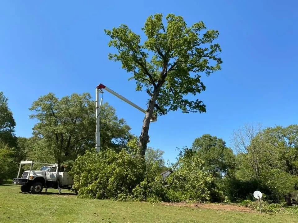 Local Top Rated Tree Removal in Drew County, Arkansas