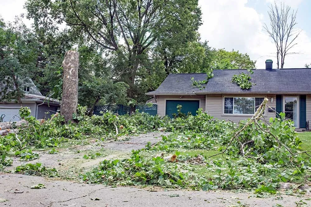 Professional Tree Removal in Drew County, Arkansas