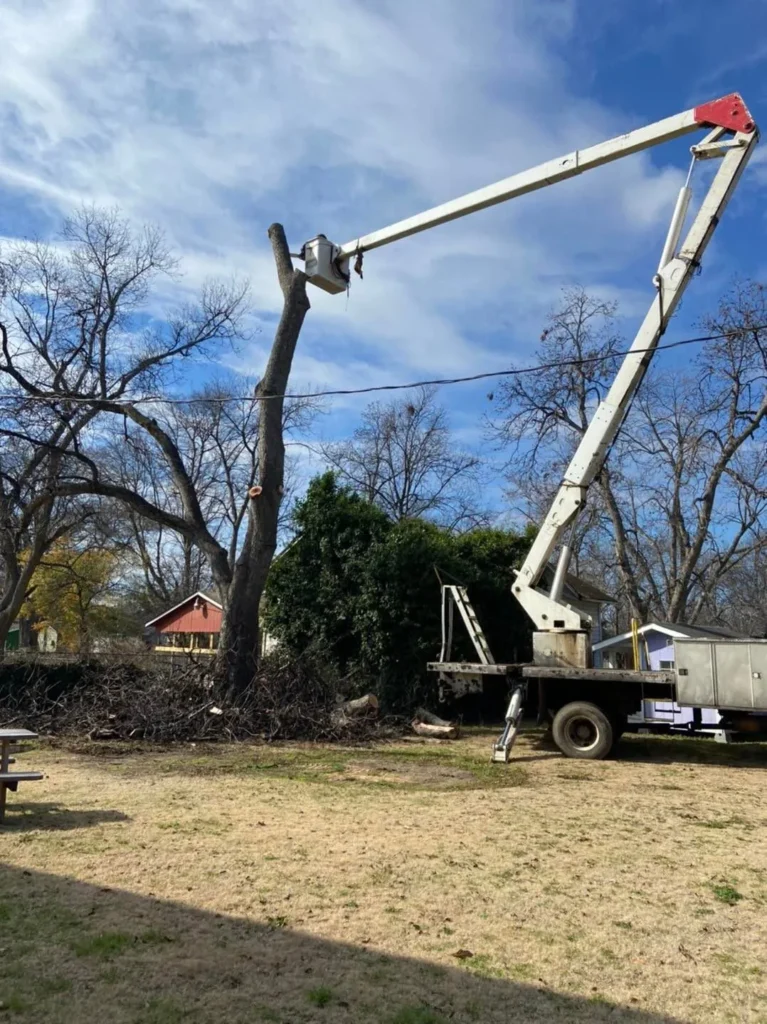 Local Tree Removal in Drew County, Arkansas
