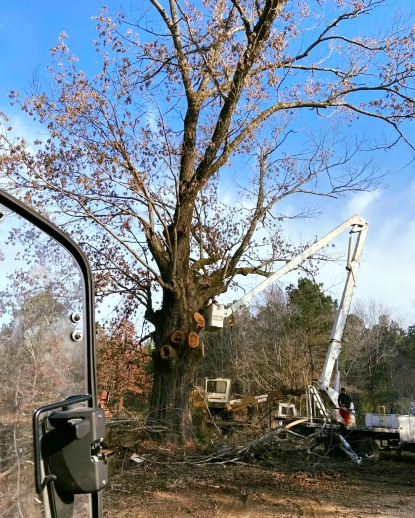 Professional Affordable Local Tree Removal in Drew County, Arkansas