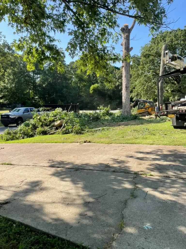 Local Top Rated Tree Removal in Drew County, Arkansas