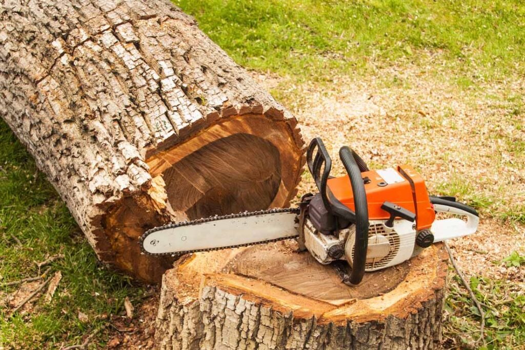 Affordable Tree removal in Drew County, Arkansas